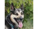 German Shepherd Dog DOG FOR ADOPTION RGADN-23911 - Duke - German