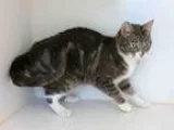 Adopt CHARITY a Domestic Short Hair