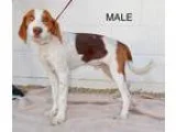 Unknown-Beagle Mix DOG FOR ADOPTION RGADN-365629 - Avail1025 Pen
