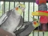 Adopt Tiel Crew a Gray Cockatiel bird in East Hartland CT (16853