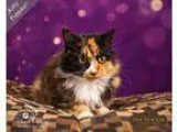 Adopt Kitty Poppins a Calico or Dilute Calico Domestic Longhair 