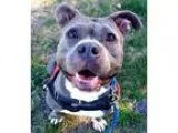 Adopt Babylon (Super Sweet and Affectionate Girl Good with Older