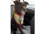 Adopt Phoebe a Black - with Brown Red Golden Orange or Chestnut 
