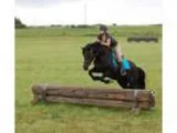 Versatile Pony Mare
