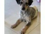 Adopt Denver a Merle Australian Cattle Dog  Catahoula Leopard Do