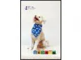 Unknown-Poodle (Miniature) Mix DOG FOR ADOPTION RGADN-356023 - H