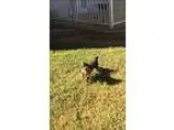 Yorkshire Terrier PUPPY FOR SALE ADN-18780 - Rocky