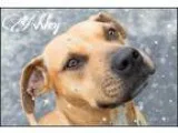 Adopt Ashley a TanYellowFawn Pit Bull Terrier  Black Mouth Cur  