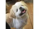 Pekingese DOG FOR ADOPTION RGADN-184143 - Vivian - Pekingese (me