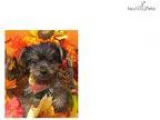 Aladdin Cute Yorkie Puppy for Sale in Queens NY