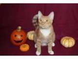 Adopt Teen Kitten - Reeses a Tabby