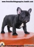 Gorgeous xmas french bulldog puppies now