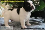 Cute nice and healthy french bulldog pup