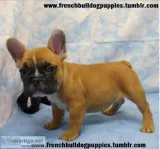 Fresh tails docked french bulldog