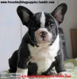 Xmas super adorable french bulldog puppi