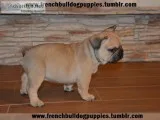 Xmas cute top class french bulldog pupps