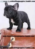 Vet check french bulldog babies