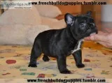 2 adorable french bulldog puppies