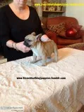 Xmas champion french bulldog puppies akc