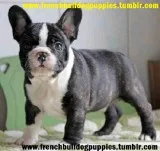 Top class akc french bulldog puppies