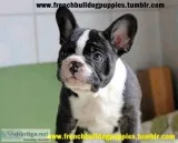 11 weeks old fresh french bulldog puppie