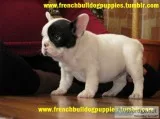 Absolutely stunning ice french bulldog p