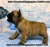 Milky french bulldog puppies