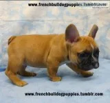  full breed brindle french bulldog,  he 