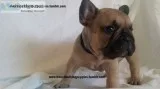 Vet check french bulldog puppies