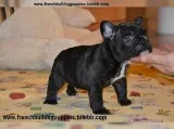 Akc certified french bulldog puppies