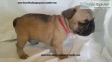 Home-raised vaccinated french bulldog pp