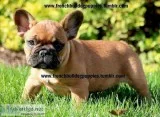 Quality home raised french bulldog pupps