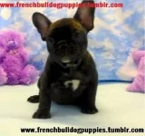 Azolia cute french bulldog puppies 