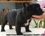 Female french bulldog puppy 11 weeks