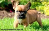 Healthy akc reg french bulldog puppies