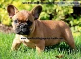 Healthy and out standing french bulldog 