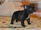 Cleand and new later of french bulldog p