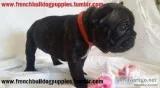 Healthy new french bulldog puppies