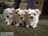 Maltese puppies(619) 659-7389