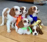 Cavalier king puppies (619) 659-7389