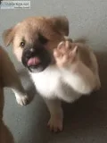 Akita puppies(619) 659-7389