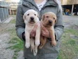 Labrador puppies for sale(619) 659-7389