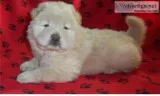 Chow chow puppies(619) 659-7389