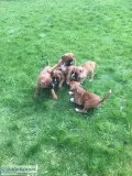 Boxer puppies for sale(619) 659-7389