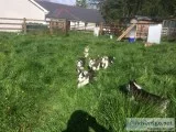 Siberian husky puppies 