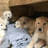 Golden retriever for sale(619) 659-7389