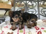 Lovely teacup yorkie puppies