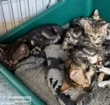 We have 4 bengal kittens available 