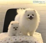 Akc registered pomeranian puppies ready 