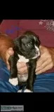 Akc boxer puppiee